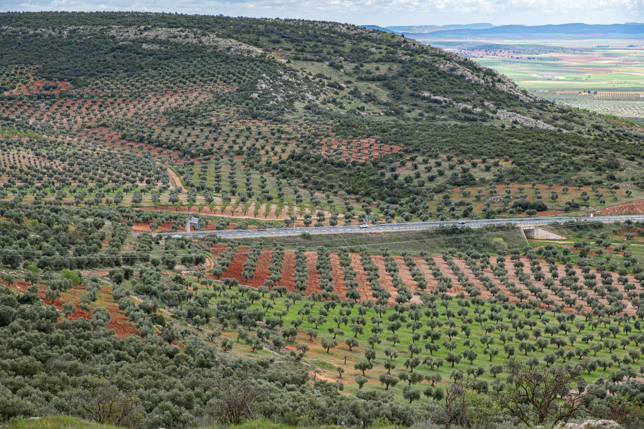 Olivenhaine bis zum Horizont – Blick vom Hügelpass